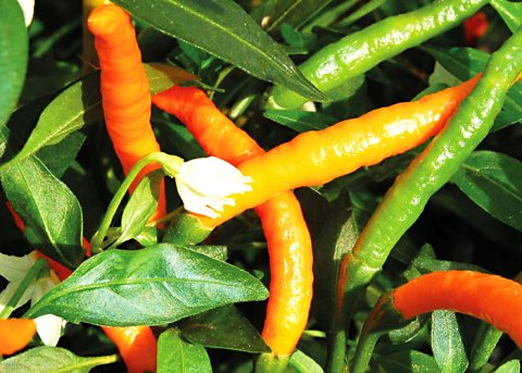 Chili Thai Orange Hot (Saatgut) 