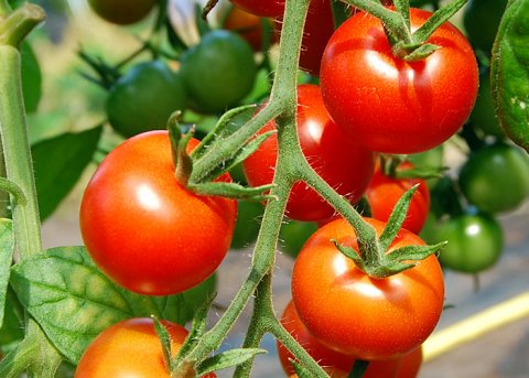 Kirschtomate 'Gardeners Delight' (Saatgut) 