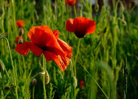 Klatschmohn (Saatgut) 