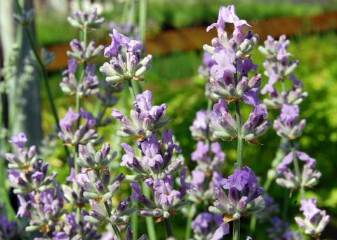 Provence-Lavendel 'Julien' (Pflanze) 