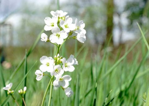 Wiesenschaumkraut (Saatgut) 