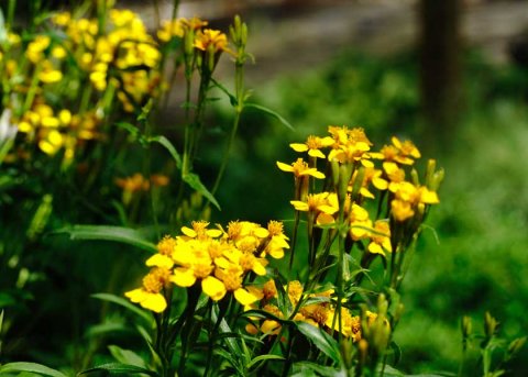 Yauthli, Mexikanische Würztagetes (Saatgut) 