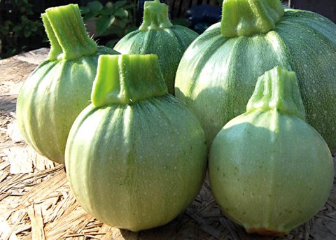 Zucchini 'Tondo chiaro di Nizza' (Saatgut) 