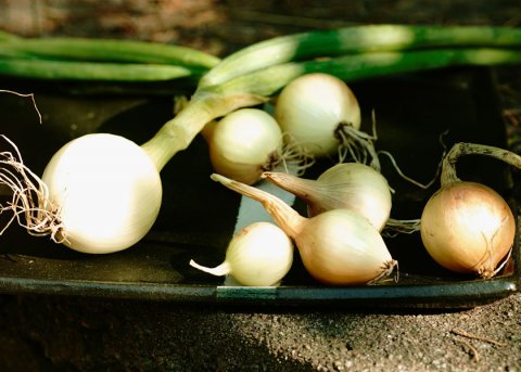 Zwiebel Zittauer Gelbe (Saatgut) 